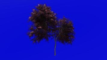 árvore animação - Preto sabugueiro - sambucus Nigra - verde tela croma chave - vermelho 1b video