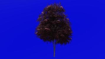 árbol animación - negro saúco - sambucus nigra - verde pantalla croma llave - rojo 2b