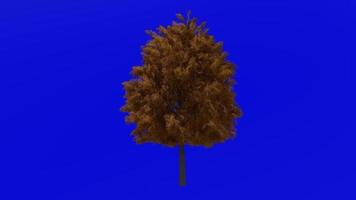 Tree Animation - European Ash - Fraxinus excelsior - Green Screen Chroma key - Large 1b Fall video