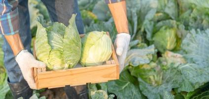 hombre granjero con Fresco verduras, repollo cosecha, natural selección, orgánico, cosecha estación, agrícola negocio dueño, joven inteligente enmarcado, sano estilo de vida, granja y jardín directo, no tóxico foto