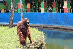 orangutans entertaining tourists with their actions photo