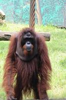 orangutans entertaining tourists with their actions photo