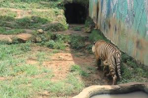 The white tiger is walking and playing in the zoo cage. photo