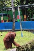 orangutans entertaining tourists with their actions photo