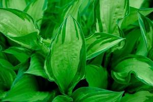 green leaves background. large green leaf. natural background photo