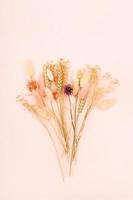 dried flowers and spikelets on pink background photo