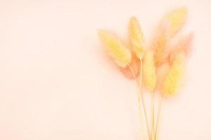 fluffy dried spikelets on pink background close up photo