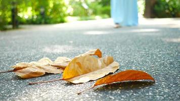 Fallen dry leaves on ground close up video