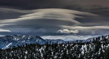 Las fuertes nevadas de diciembre mezcladas con varios castores activos provocaron la destrucción de árboles. foto