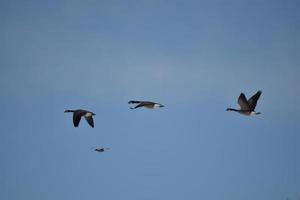 Multiple Canadian Geese Flying in Formation photo