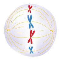 Metaphase is the phase of the cell cycle. vector