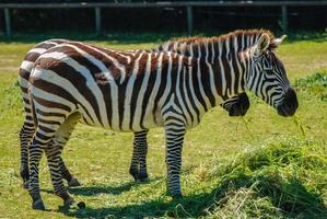 african striped zebra photo