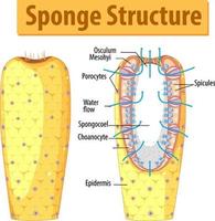 Diagram showing structure of sponge vector