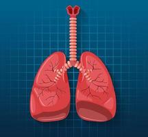 Human internal organ with lungs vector