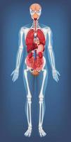 estructura anatómica cuerpo humano vector