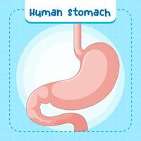 Human internal organ with stomach vector