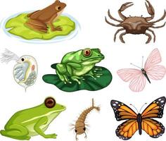 diferentes tipos de insectos y animales sobre fondo blanco vector