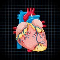 Human internal organ with heart vector