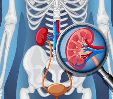 radiografía, de, cuerpo humano, con, órganos internos vector