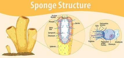 diagrama que muestra la estructura de la esponja vector