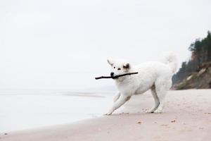 Cute white dog playing with stick on the beach. Polish Tatra Sheepdog photo