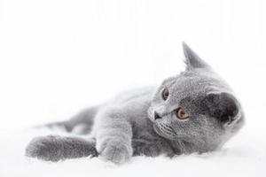 Young cute cat playing on white fur photo