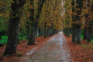 long alley at fall autumn sesson photo