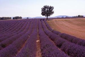 purple lavender flowers field with lonely tree photo