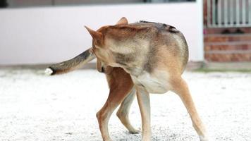 de hund promenader i en cirkel. video