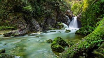 morning mist in the forest - Beautiful landscape - Drawing meadow in tropical forest photo