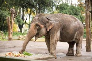 Beautiful elephant portrait photo