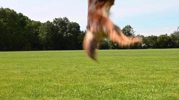 pequeño, lindo, marrón perro saltando después de la pelota, material de archivo a cámara lenta video