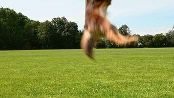 petit, mignon, chien brun sautant après le ballon, séquences d'archives au ralenti video