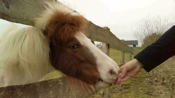 IJslands paard aan het eten wortels langzaam beweging video