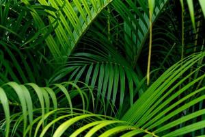 patrón de hojas verdes, palmera de hoja en el bosque foto