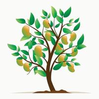 mango tree collection vector