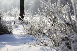 blanca nieve fresca foto