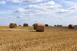 campo agrícola con montones de paja de centeno foto