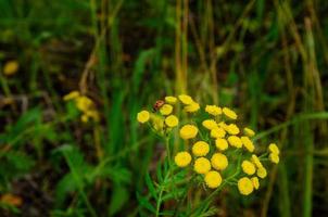 yellow tansy flowers with ladybug on flower photo