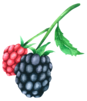 rasberry acuarela mano pintar png