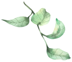 aquarelle feuille verte png