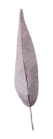 aquarelle élément feuille png