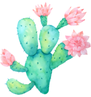 pittura a mano ad acquerello cactus png