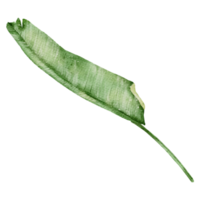 aquarelle élément feuille png