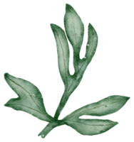 blad element akvarell png