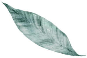 aquarelle élément feuille png