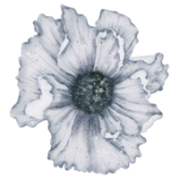 aquarelle de fleur d'anémone png