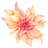 élément de fleur fleur de mariage aquarelle png