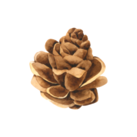 Pine cone watercolor hand paint png