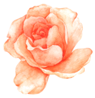 Rose flower watercolor hand paint